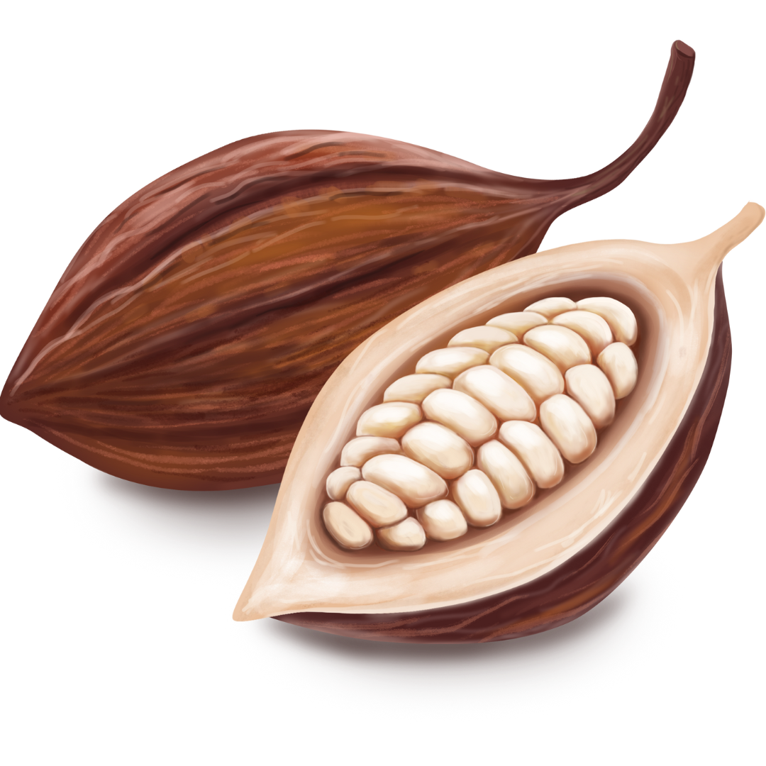 Cocoa beans